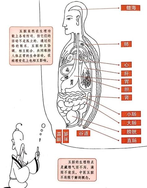 五臟六腑位置圖|人體五臟結構圖位置圖